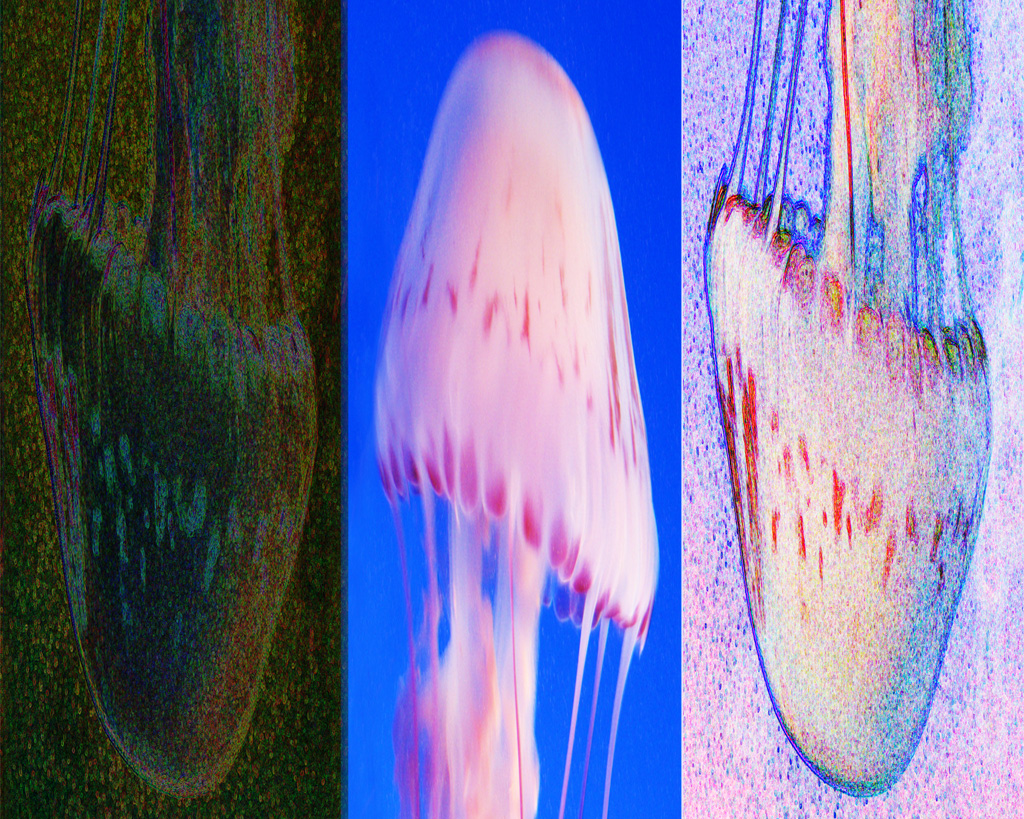 three views of a jellyfish