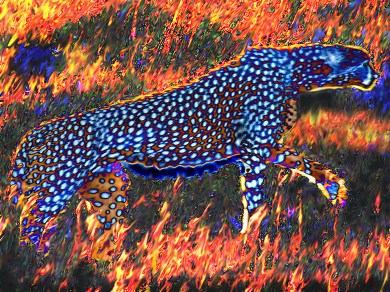 Fire Spirit A cheetah seen in negative walks through a flaming savannah