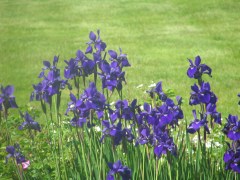 Irises