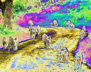 Follow Me ~ Philip Brent