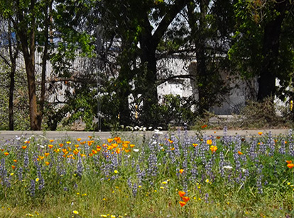 Another Roadsidw Attraction ~ Philip Brent Harris