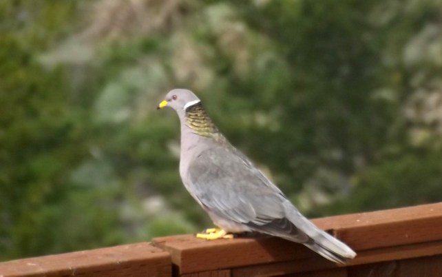 On the Fence ~ Philip Brent Harris