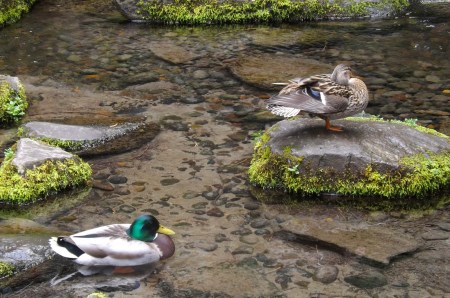 Shadow and Reflection ~ Philip Brent Harris