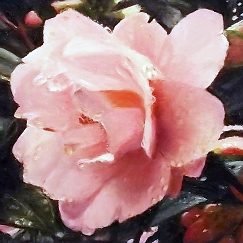 Raindrops on Rose ~ Philip Brent Harris