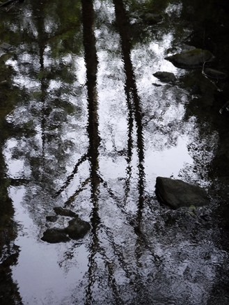 Muir Woods Reflection ~ BMD