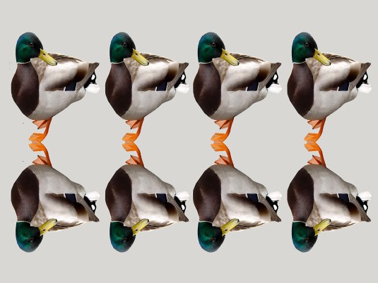 All My Ducks in A Row ~ 24 x 18 Digital $500.00