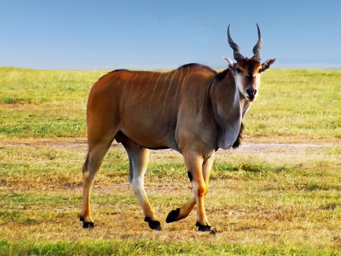 Here's Looking at You ~ Philip Brent Harris