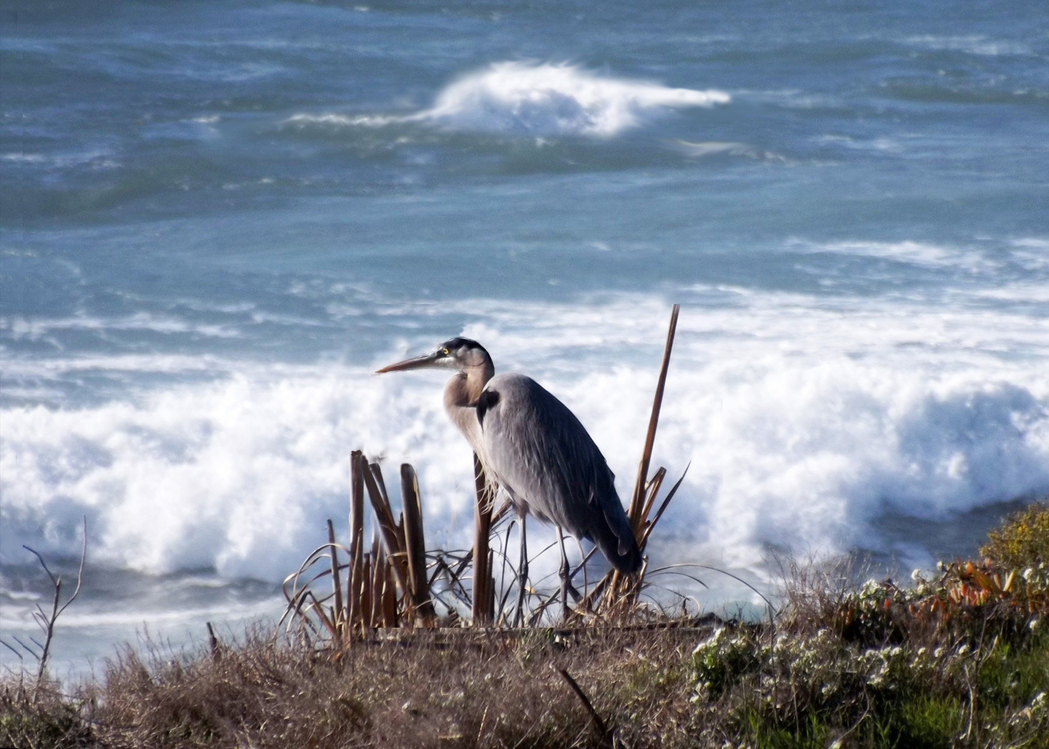 On the Lookout ~ Philip Brent Harris