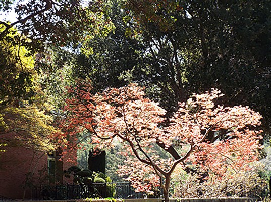 Sun and Shadow ~ Philip Brent Harris